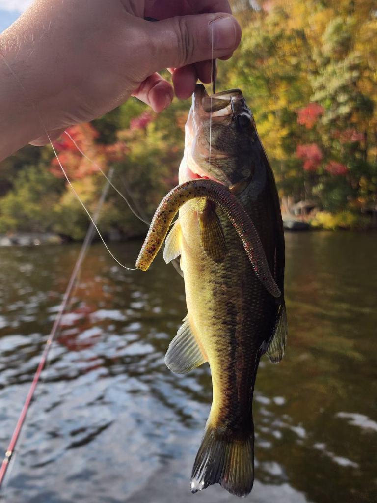 A hand holding a largemouth bass by the lip, a dark Yamamoto Senko stick worm hanging from its mouth, with gold fall trees and water behind.