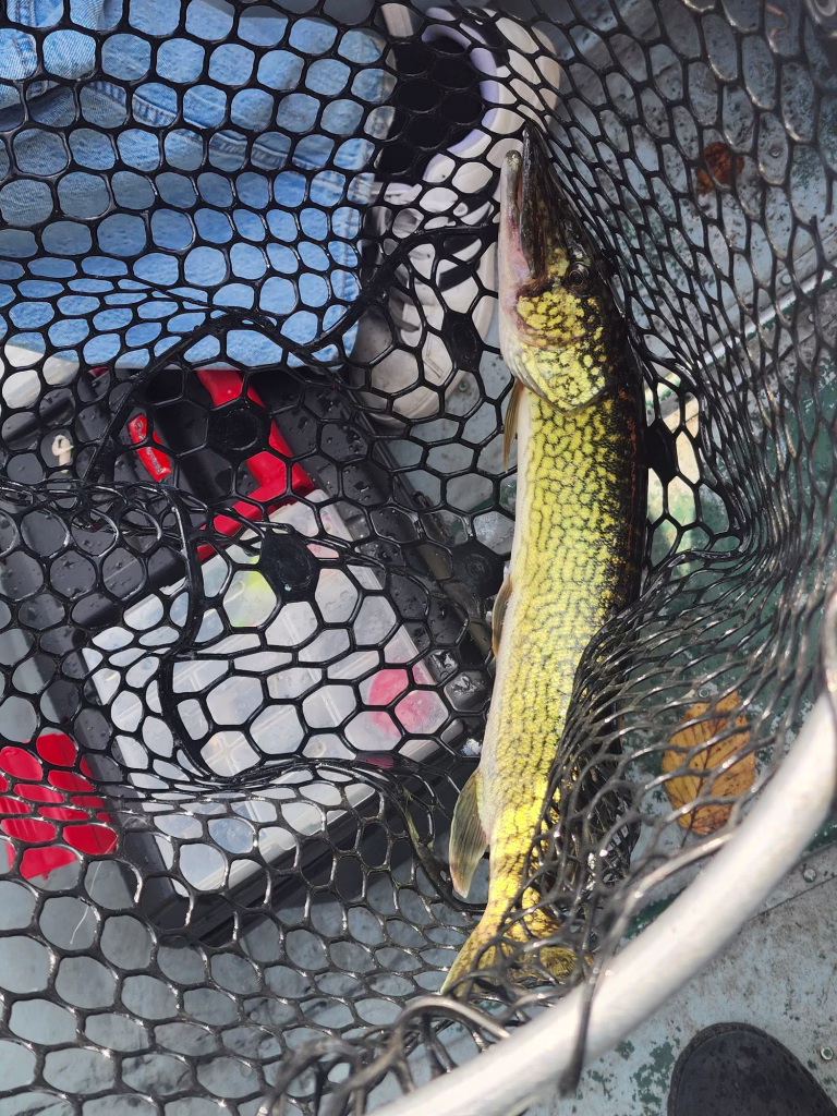 A slim chain pickerel with a gold chain-link pattern lying in a black rubber landing net inside the boat.