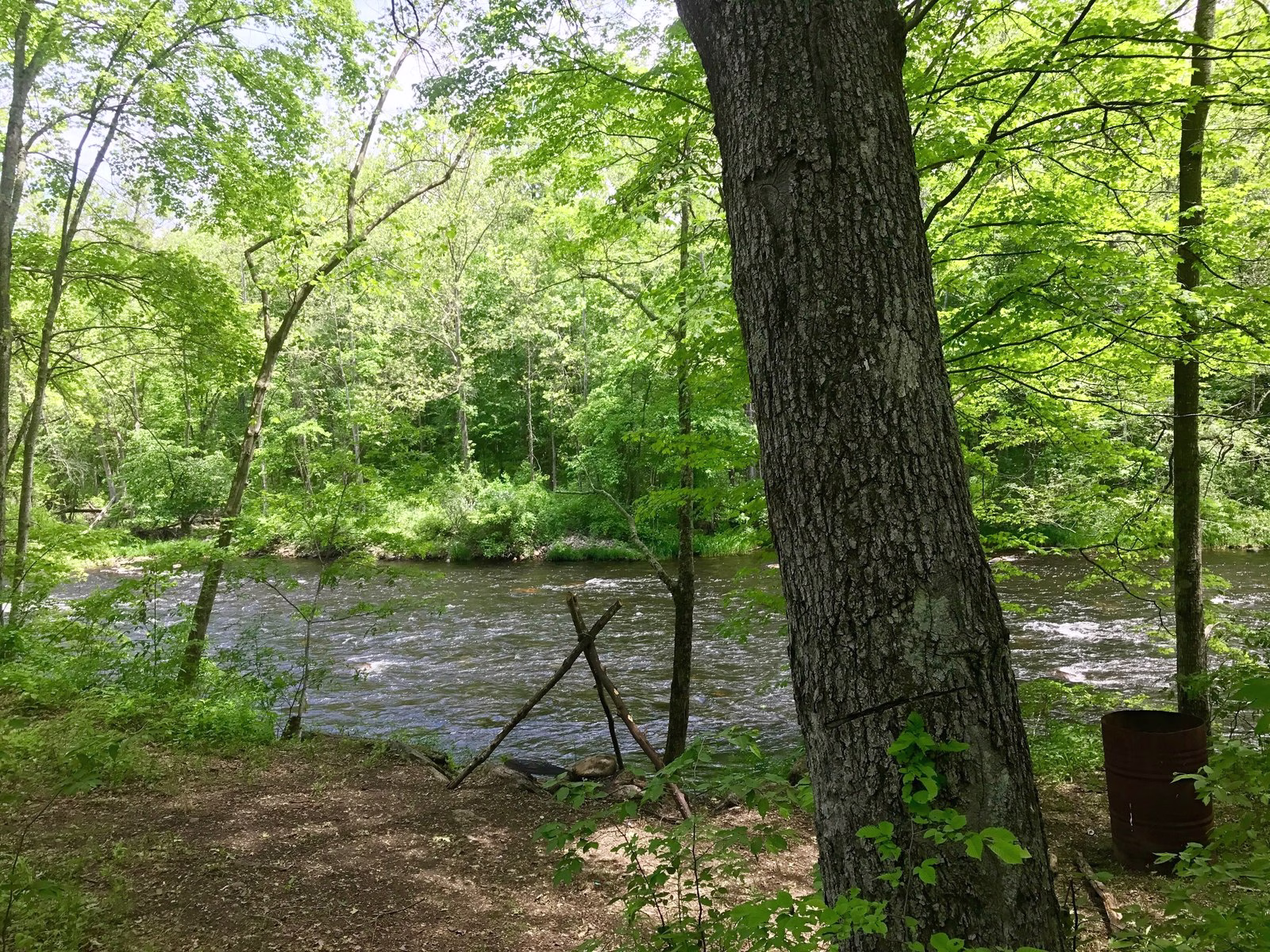 A riffle running across the river, seen through trees from a shaded bank.