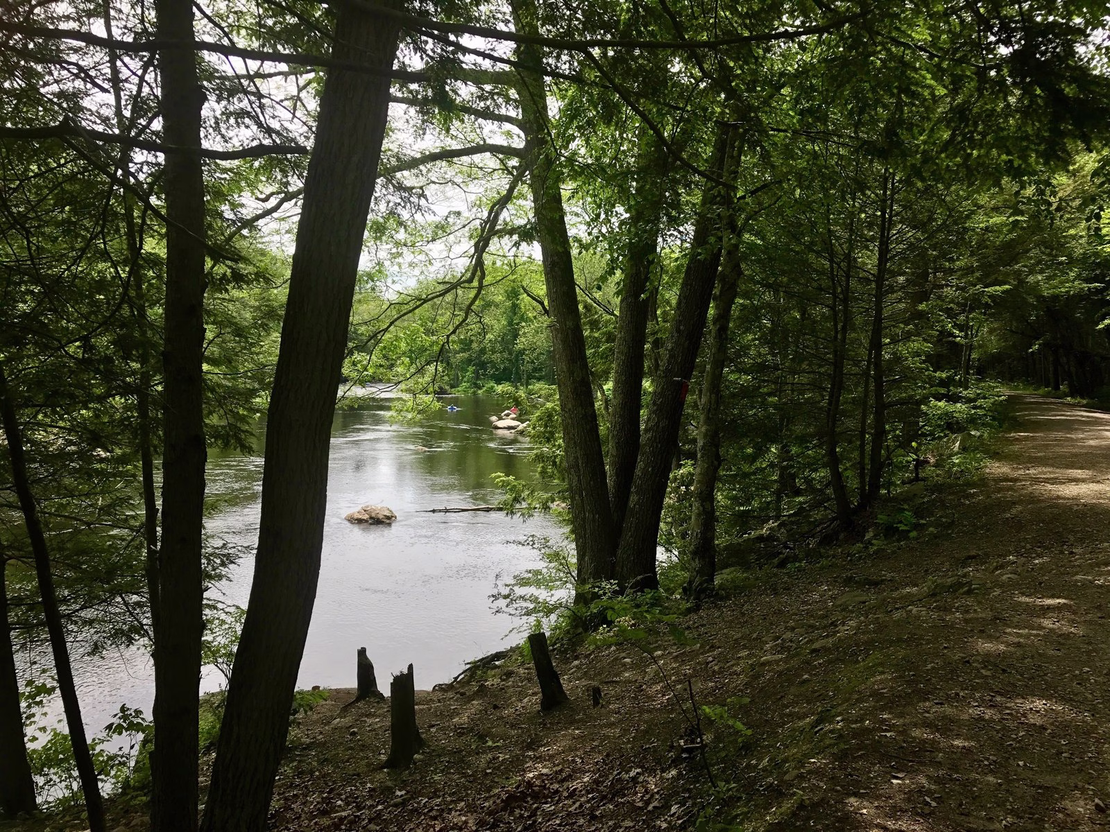 A calm river beside a dirt road and tall trees, with a boulder in the water.
