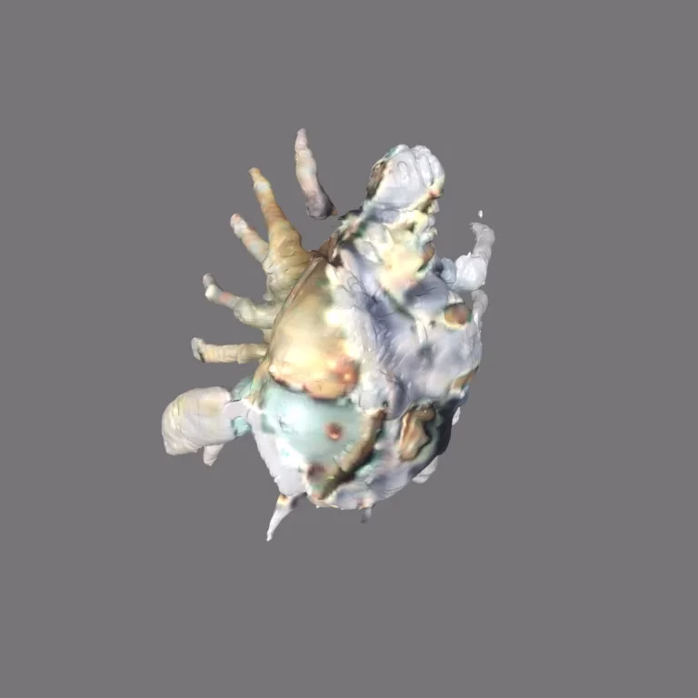 A rounded, spiny crab-like creature with colors smeared across its shell in blue, cream and orange, on a grey backdrop.