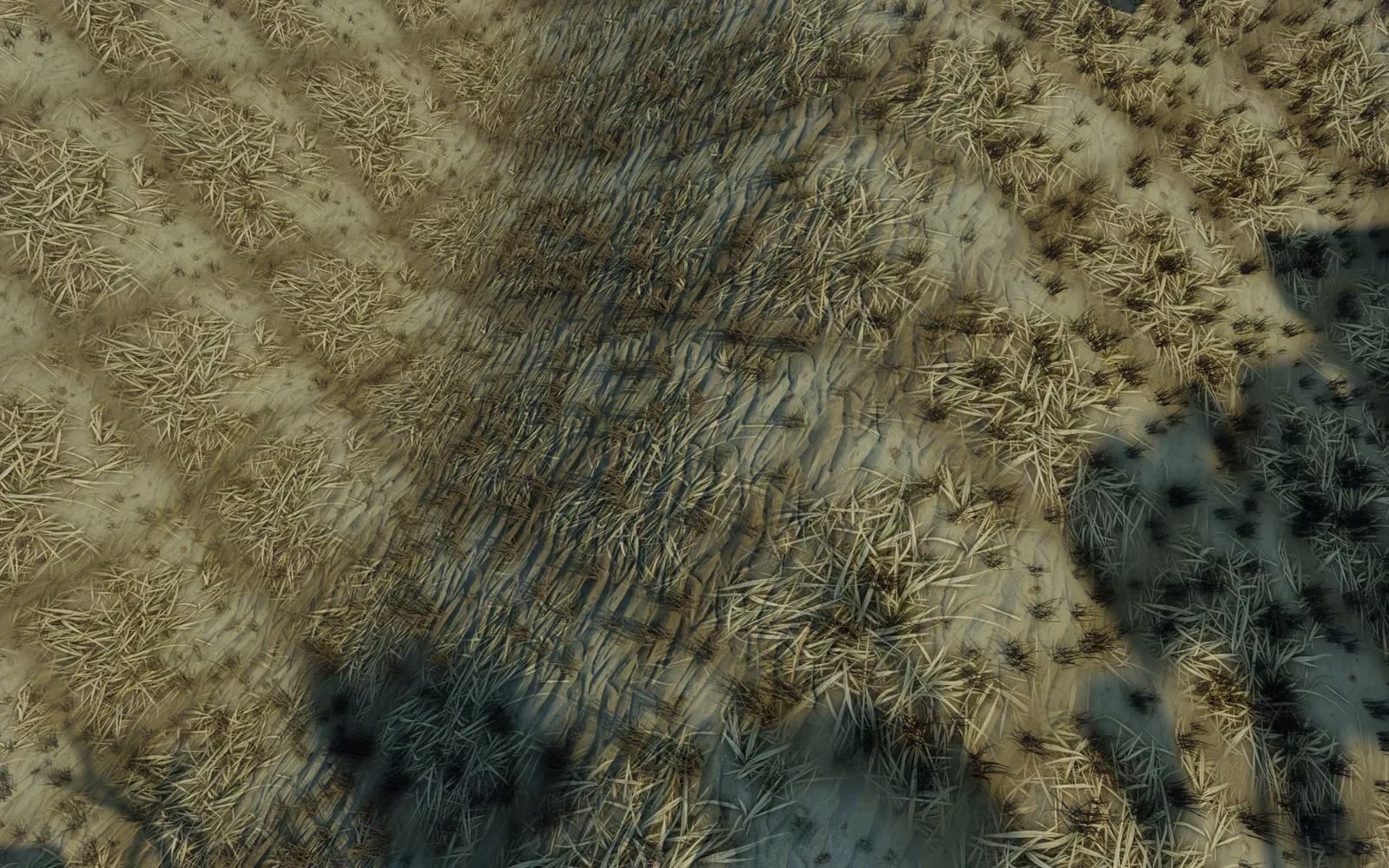 A straight-down view of tufted dry grass on pale sand, with long blue shadows across it.