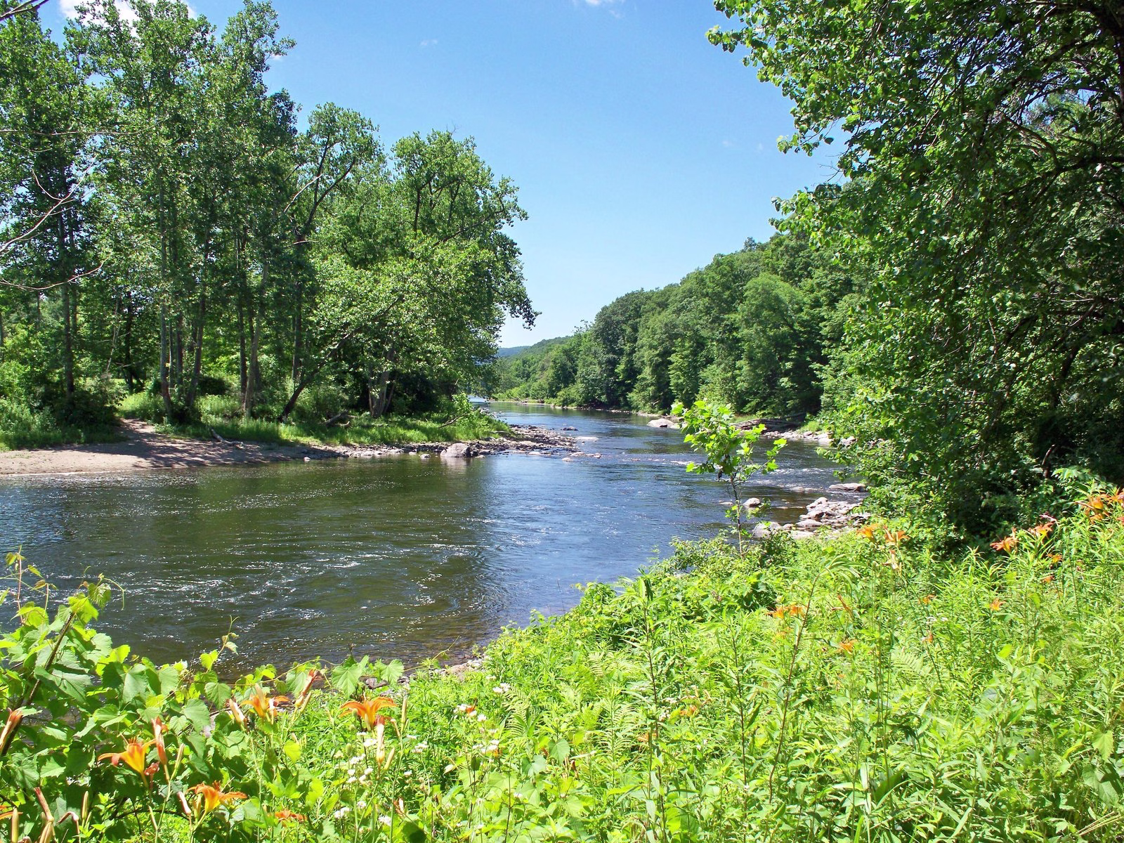 A blue river between green wooded banks, with orange daylilies in front.