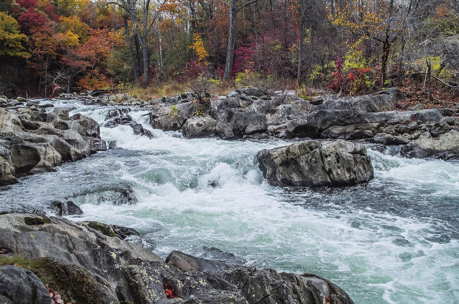 Foaming rapids over grey boulders under fall-colored trees.