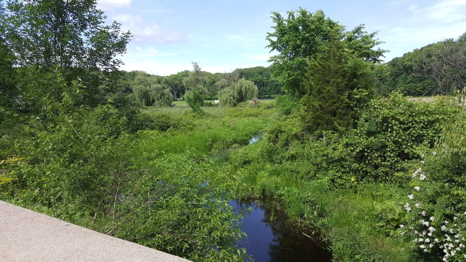 A small dark stream winding through a green marsh meadow with willows.