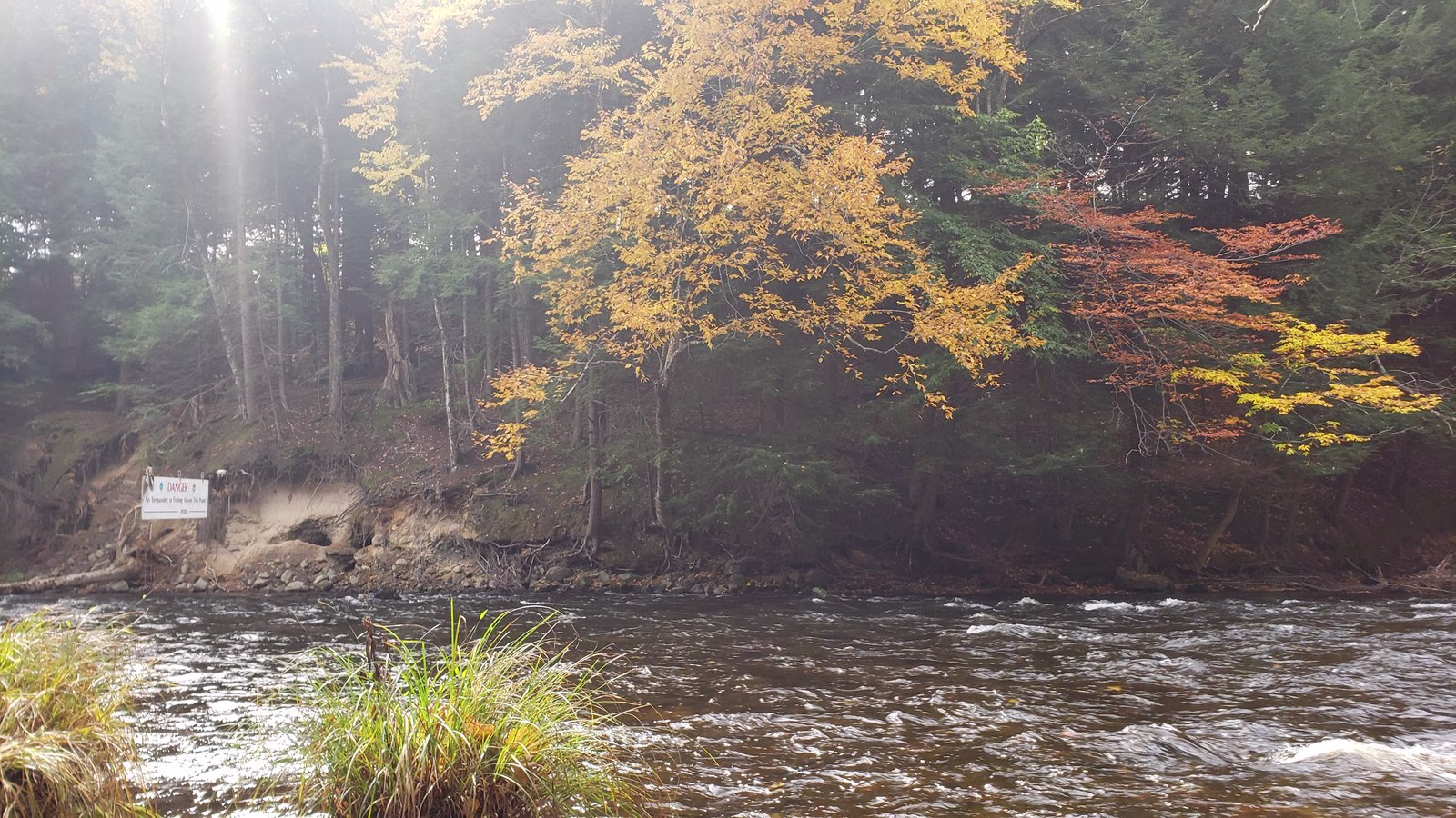 A danger sign on a sandy bank across a fast river, under hemlocks and a bright yellow tree.