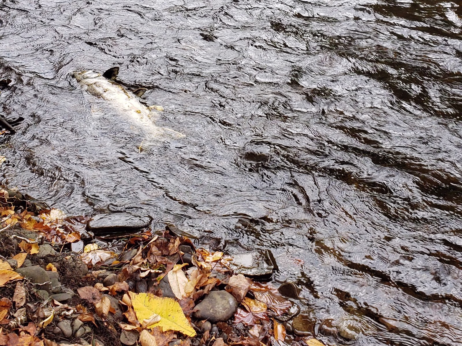 A pale salmon in dark riffled water, with the leaf-covered bank just below it.