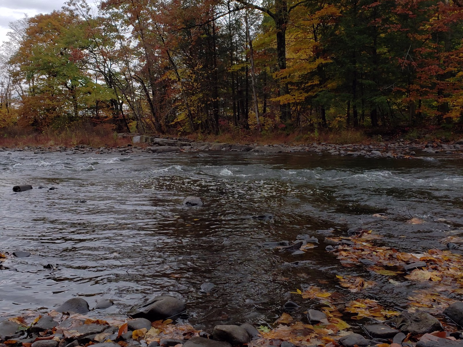 A riffled river with leaves along a stony shore, under tall orange and yellow trees.