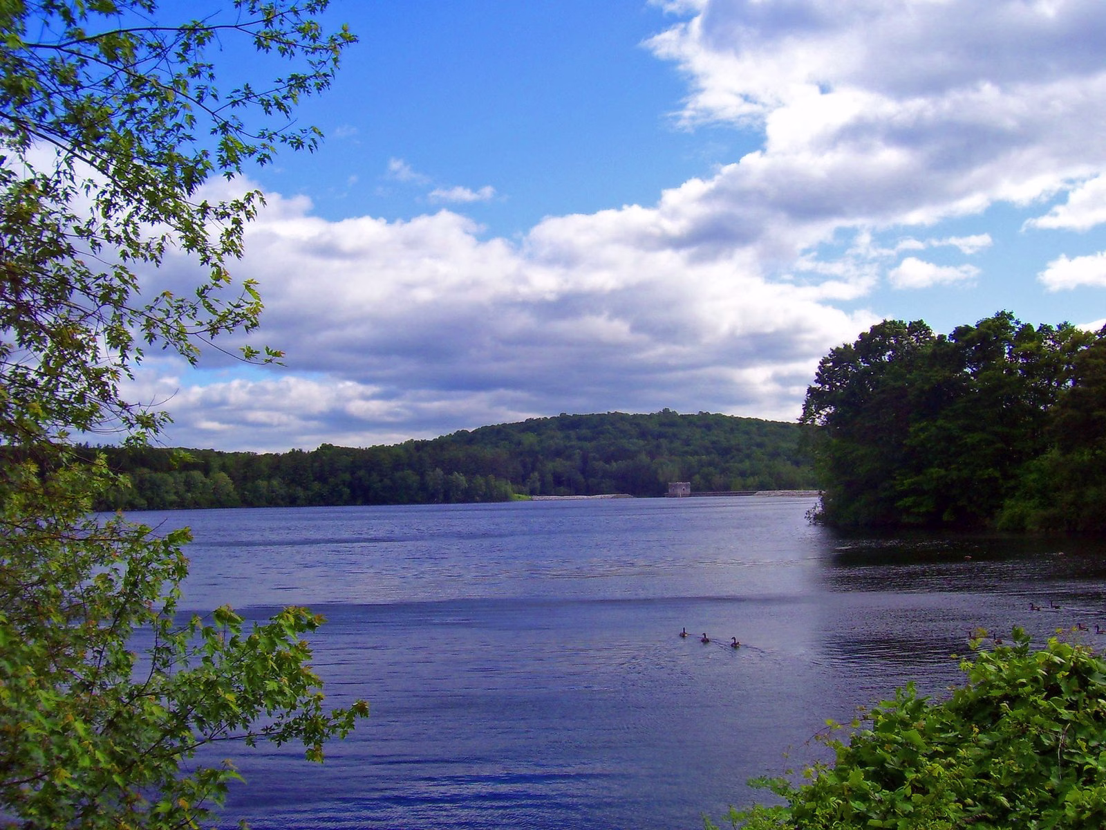 A blue reservoir with geese on the water and a distant intake tower.